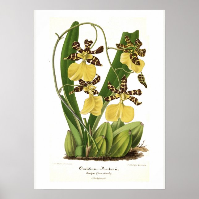 Póster Oncidium barkerii (Frente)