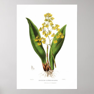 Póster Oncidium cavendishianum de la señorita S A Drake.