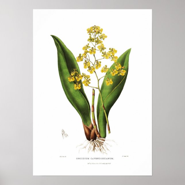 Póster Oncidium cavendishianum de la señorita S A Drake. (Frente)