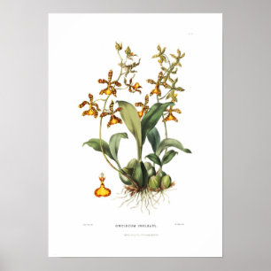Póster Oncidium insleayi de la señorita Drake.