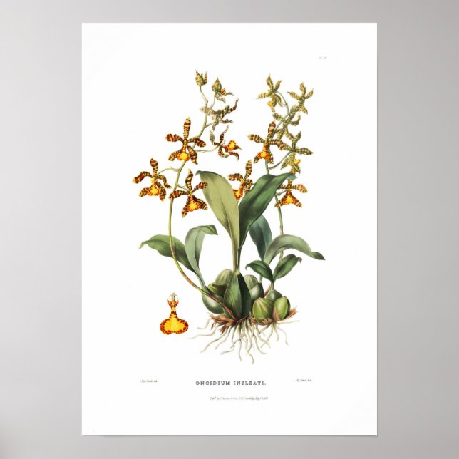 Póster Oncidium insleayi de la señorita Drake. (Frente)