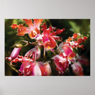 Póster Oncidium Orchid - Candamia ocular
