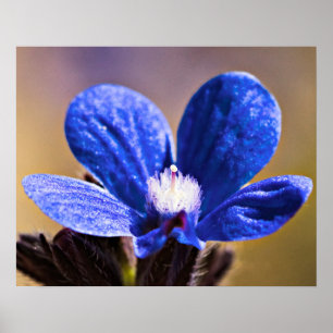 Póster One Blue Flower