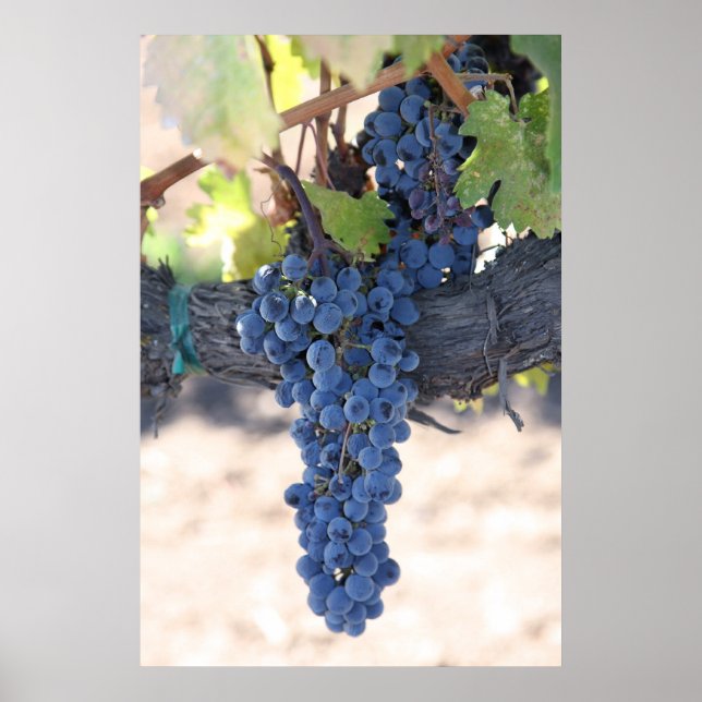 Póster OnTheVine (Frente)