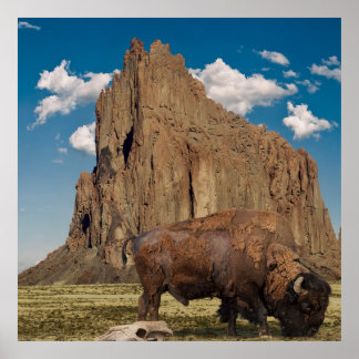 Póster Open Country