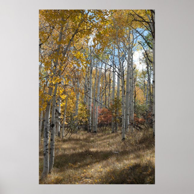 Póster Open Woods (Frente)