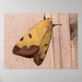 Póster Ophiusa tirhaca, la parda verde