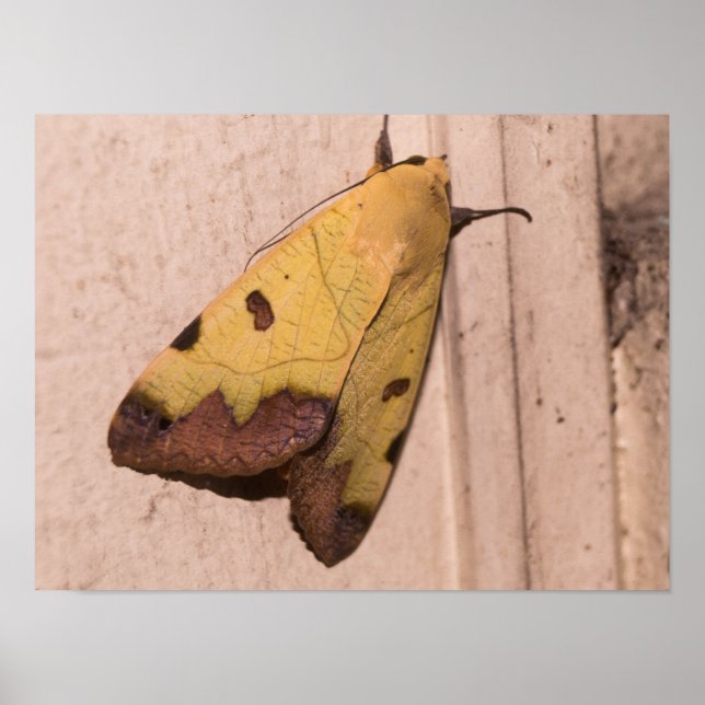 Póster Ophiusa tirhaca, la parda verde (Frente)