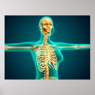 Póster Opinión de la radiografía del cuerpo superior