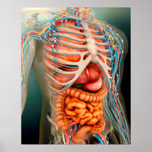Póster Opinión de perspectiva del cuerpo humano, órgano