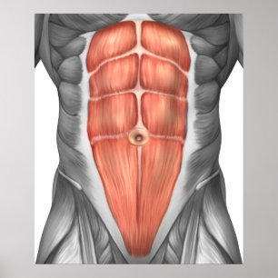 Póster Opinión del primer de los músculos abdominales