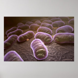Póster Opinión microscópica bacterias