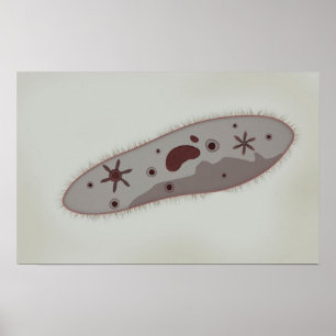 Póster Opinión microscópica el Paramecium 3