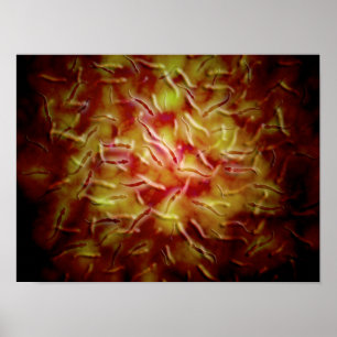 Póster Opinión microscópica la esperma