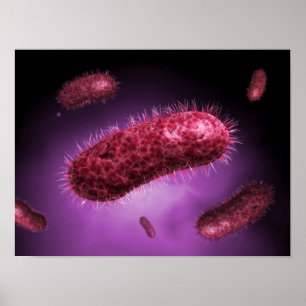 Póster Opinión microscópica las bacterias 2