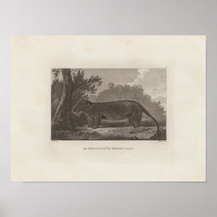 Póster Opossum, tierra de Van Diemen, Tasmania