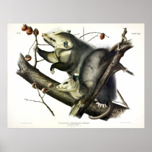 Póster Opossum Virginiano (Didelphis Virginiana) por Audu
