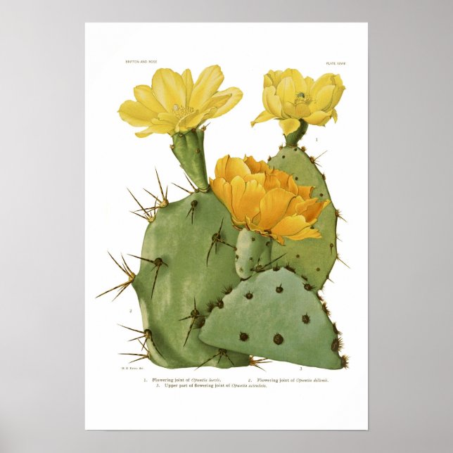 Póster Opuntias (Frente)