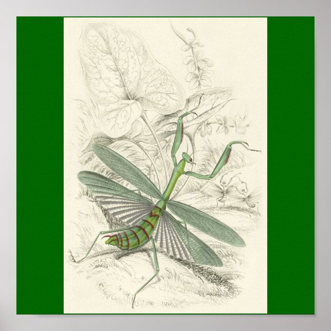 Póster Orando a los antis, Mantis Religiosa (Frente)