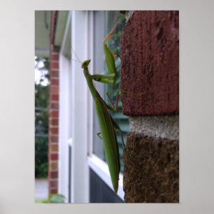 Póster Orando a los Mantis en la pared de ladrillos