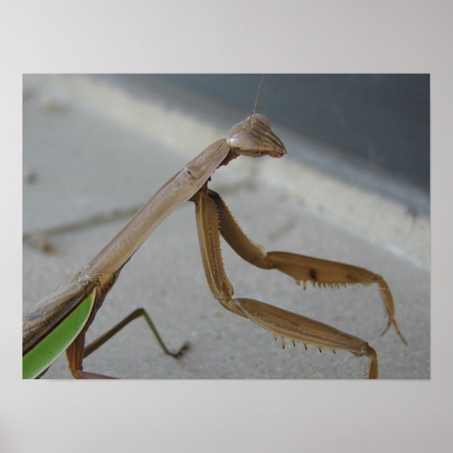 Póster Orando a los Mantis visita la biblioteca (Frente)