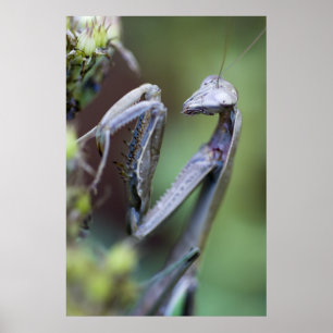 Póster Orando a Mantis