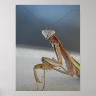 Póster Orando a Mantis