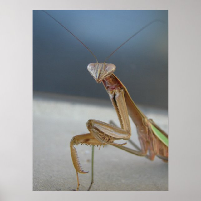 Póster Orando a Mantis (Frente)