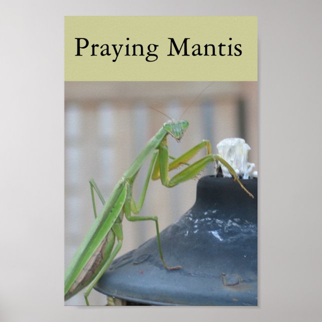 Póster Orando a Mantis (Frente)