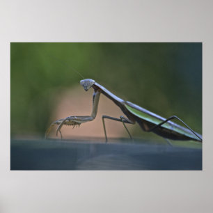 Póster Orando a Mantis Poster