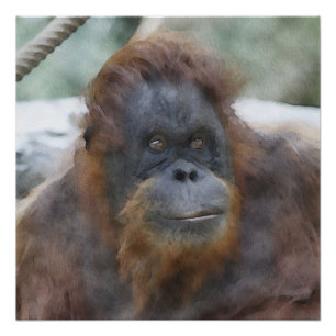 Póster Orang acuarela