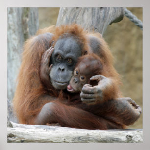 Póster Orang Utan 001