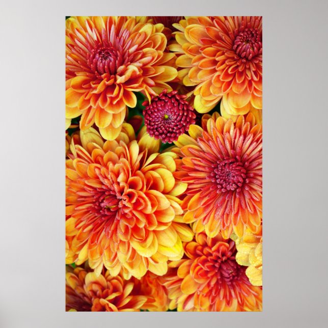 Póster Orange and yellow mums (Frente)