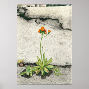 Póster Orange Hawkweed