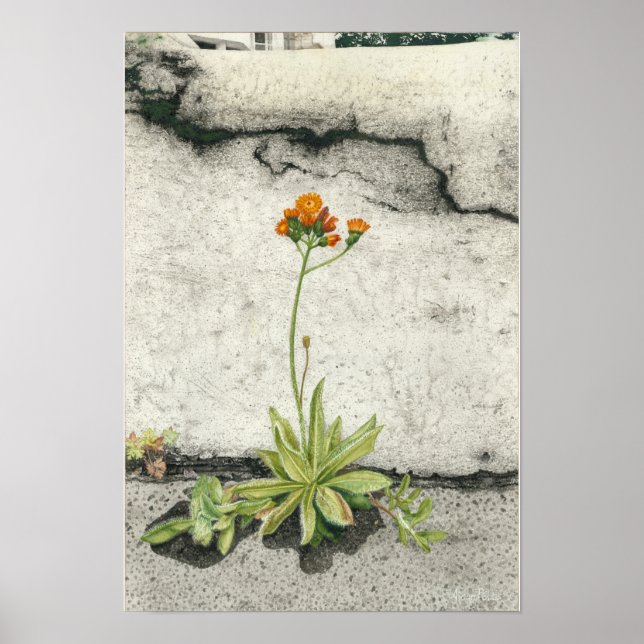 Póster Orange Hawkweed (Frente)