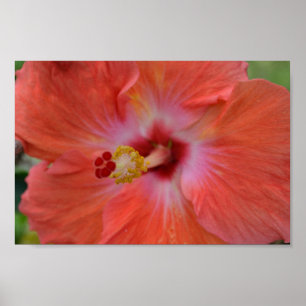 Póster Orange Hibiscus poster