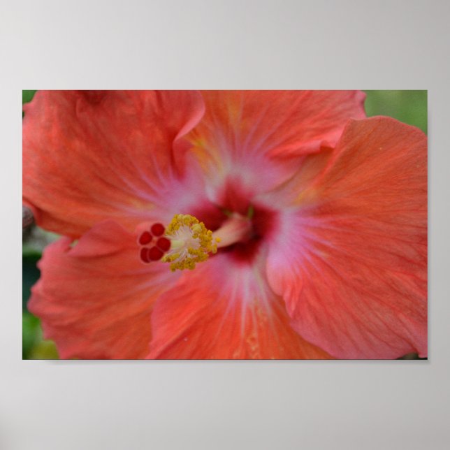 Póster Orange Hibiscus poster (Frente)