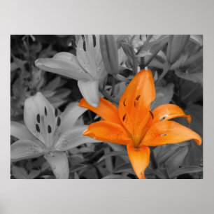 Póster Orange Lily