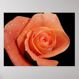 Póster Orange Rose