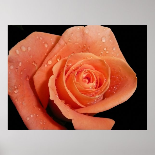 Póster Orange Rose (Frente)