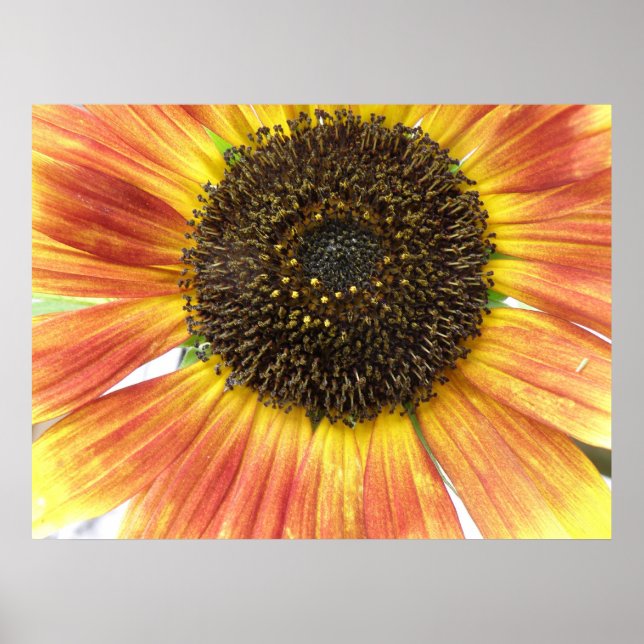 Póster Orange Sunflower Print (Frente)