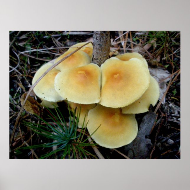 Póster Orange Yellow Mushroom Colony OBX Poster (Frente)