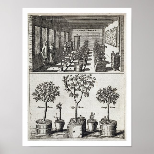 Póster Orangery, de 'De Nederlandze Hesperides' por Jan (Frente)