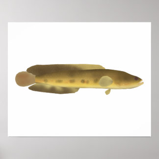 Póster Orangespotted Snakehead