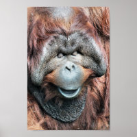 ORANGUTAN