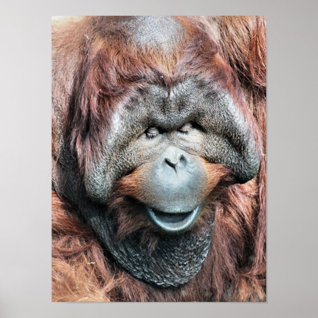 PÓSTER ORANGUTAN (Frente)