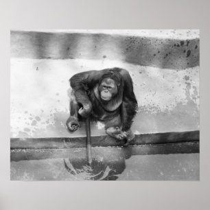 Póster Orangutan