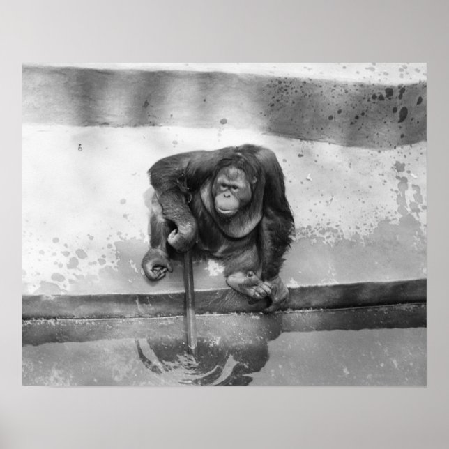 Póster Orangutan (Frente)