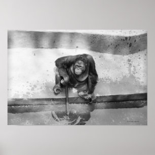 Póster Orangutan