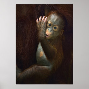 Póster Orangutan